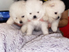 Photo №4. I will sell pomeranian in the city of Leipzig. private announcement - price - 370$