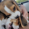 Photo №2 to announcement № 124533 for the sale of beagle - buy in Germany private announcement