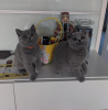 Photo №2 to announcement № 108590 for the sale of british shorthair - buy in Germany private announcement, from nursery, from the shelter, breeder