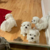 Photo №1. maltese dog - for sale in the city of Антверпен | 317$ | Announcement № 125206