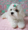 Photo №2 to announcement № 17642 for the sale of maltese dog - buy in Ukraine from nursery