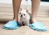 Photo №2 to announcement № 64575 for the sale of french bulldog - buy in Germany private announcement