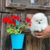 Photo №2 to announcement № 107833 for the sale of pomeranian - buy in Germany private announcement, from nursery, from the shelter, breeder