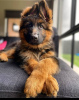 Photo №1. german shepherd - for sale in the city of Cardiff | negotiated | Announcement № 122132