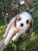 Additional photos: Ideal Cavalier King Charles Spaniel puppies.