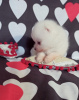 Additional photos: Japanese spitz puppies