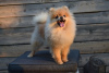 Photo №3. Pomeranian-Pomeranian Boo. Serbia