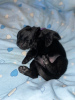 Photo №2 to announcement № 19565 for the sale of giant schnauzer - buy in Estonia breeder