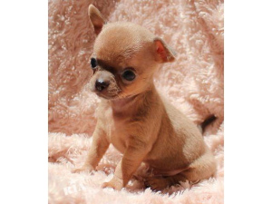 Photo №2 to announcement № 512 for the sale of chihuahua - buy in Belgium private announcement