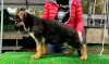 Photo №2 to announcement № 28171 for the sale of german shepherd - buy in Poland breeder