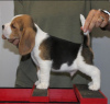 Photo №1. beagle - for sale in the city of Bamberg | 380$ | Announcement № 124534