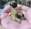 Photo №2 to announcement № 121103 for the sale of pug - buy in Finland private announcement, breeder