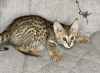 Photo №1. savannah cat - for sale in the city of Москва | 6899$ | Announcement № 26096