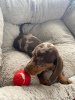 Photo №2 to announcement № 9349 for the sale of dachshund - buy in France 