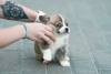 Photo №4. I will sell welsh corgi in the city of Москва. from nursery - price - 1061$