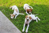 Photo №3. English pointer puppies.. Russian Federation