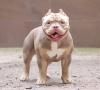 Additional photos: American Bully