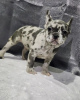 Photo №1. french bulldog - for sale in the city of Shreveport | negotiated | Announcement № 99004