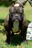 Photo №3. Micro Bully puppies. Russian Federation