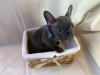 Photo №2 to announcement № 115813 for the sale of french bulldog - buy in Germany private announcement