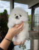 Photo №1. pomeranian - for sale in the city of Berlin | 634$ | Announcement № 117687