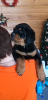 Photo №4. I will sell rottweiler in the city of Krasnoyarsk. private announcement - price - negotiated
