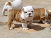 Photo №1. english bulldog - for sale in the city of Prague | 300$ | Announcement № 111201