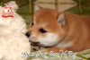 Photo №4. I will sell shiba inu in the city of Khmelnitsky. breeder - price - negotiated