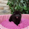 Photo №1. pomeranian - for sale in the city of Berlin | negotiated | Announcement № 19637