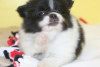 Photo №1. pomeranian - for sale in the city of Jünkerath | 349$ | Announcement № 119061