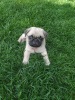 Photo №1. pug - for sale in the city of Minsk | 999$ | Announcement № 11668