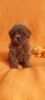 Photo №2 to announcement № 127497 for the sale of poodle (toy) - buy in Ukraine private announcement, from nursery, breeder