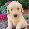 Photo №1. golden retriever - for sale in the city of Omsk | Is free | Announcement № 35507