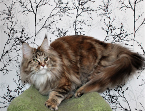 Photo №3. Maine Coon kitten. Russian Federation