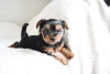 Photo №2 to announcement № 95012 for the sale of yorkshire terrier - buy in Netherlands private announcement