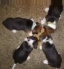 Photo №3. Cute Beagle puppies with Pedigree available now. Germany