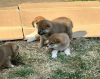 Photo №2 to announcement № 98607 for the sale of shiba inu - buy in Sweden private announcement