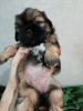 Photo №2 to announcement № 83072 for the sale of lhasa apso, shih tzu - buy in Latvia private announcement, from nursery, breeder