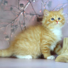 Photo №2 to announcement № 121995 for the sale of siberian cat - buy in United Kingdom 