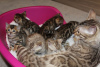 Additional photos: Vaccinated Bengal Cats kittens available for Caring homes