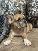 Additional photos: French bulldog puppies