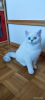 Photo №2 to announcement № 27673 for the sale of british shorthair - buy in Ukraine breeder