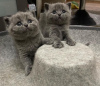 Photo №1. british shorthair - for sale in the city of New York | 260$ | Announcement № 102295