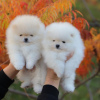 Photo №4. I will sell pomeranian in the city of Гамбург. private announcement - price - 475$