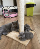 Additional photos: British shorthair kittens