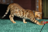 Photo №4. I will sell bengal cat in the city of Edgecumbe. private announcement - price - 423$