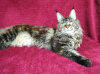 Photo №4. I will sell maine coon in the city of Barnaul. from nursery - price - 528$