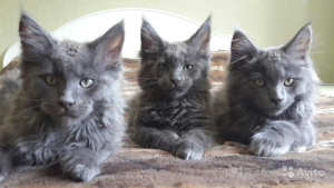 Photo №1. maine coon - for sale in the city of St. Petersburg | 700$ | Announcement № 390