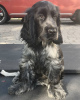 Photo №1. english cocker spaniel - for sale in the city of Zürich | 581$ | Announcement № 89104