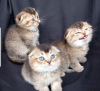 Photo №1. scottish fold - for sale in the city of Bern | negotiated | Announcement № 121749